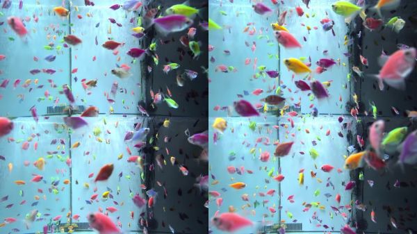 水族馆里五颜六色的小鱼