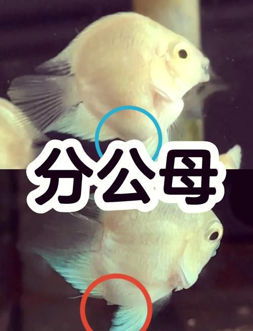 鱼如何分公母