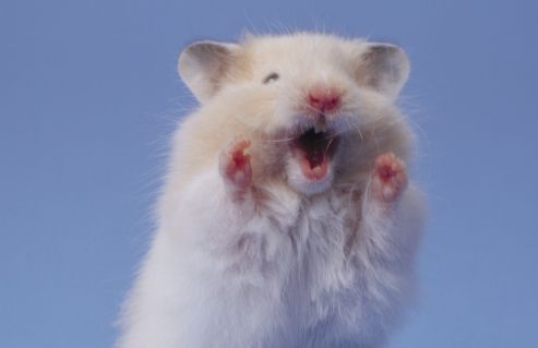 小仓鼠可以吃什么蔬菜水果列表