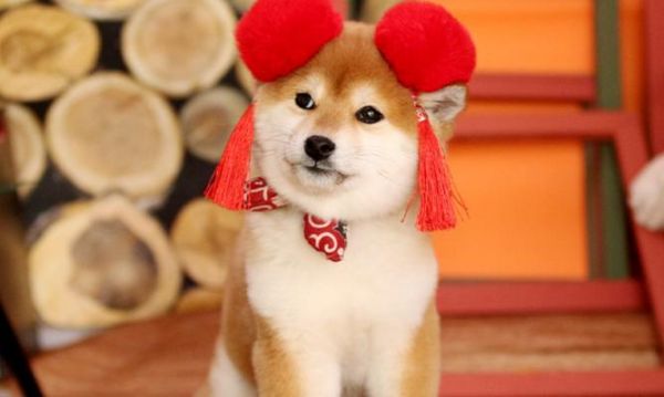 柴犬疫苗接种的费用是多少？