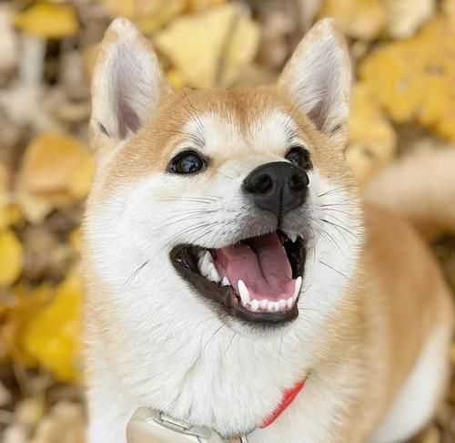 柴犬疫苗接种的费用是多少？