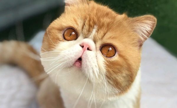 加菲猫的起源:人工育种造就的 “萌系代表”