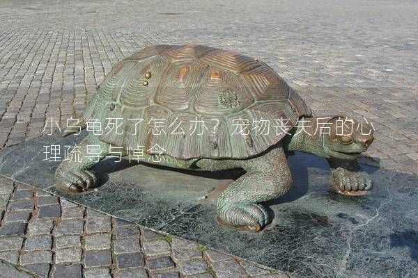 小乌龟死了怎么办?宠物丧失后的心理疏导与悼念
