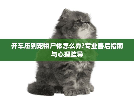 开车压到宠物尸体怎么办?专业善后指南与心理疏导