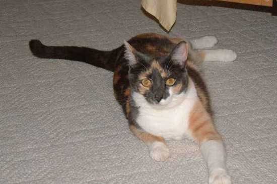 制作颗粒猫粮的方法