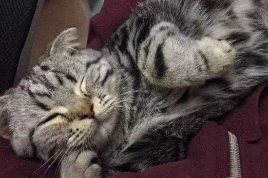 制作颗粒猫粮的方法