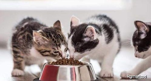 怎么给宠物猫制作猫粮吃