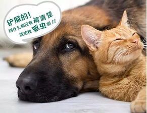 养出壮犬，营养秘籍大公开！