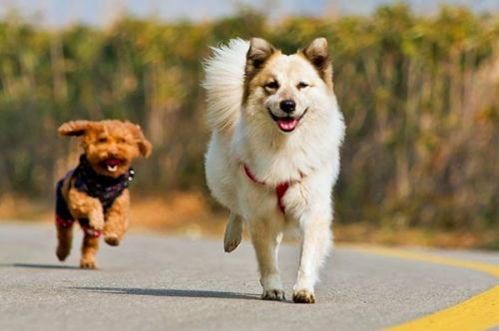 乐狗宠物:如何让你的宠物更健康快乐?宠物护理必备技巧和健康食谱