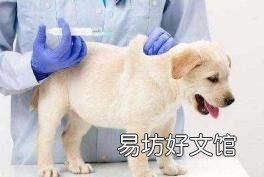 驱虫是自己弄还是去宠物店 狗狗打疫苗要多少钱