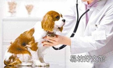 驱虫是自己弄还是去宠物店 狗狗打疫苗要多少钱