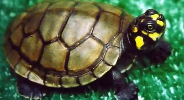 黄头侧颈龟外伤炎症预防指南:从环境到护理全解析