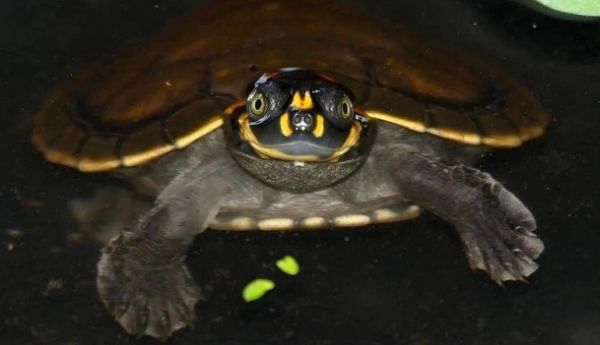 黄头侧颈龟外伤炎症预防指南:从环境到护理全解析