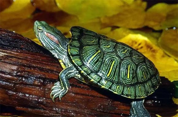 手把手护理指南:巴西红耳龟腐皮病的温柔疗愈