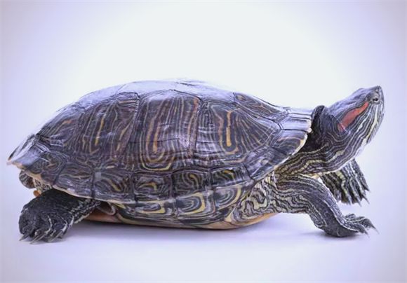 手把手护理指南:巴西红耳龟腐皮病的温柔疗愈