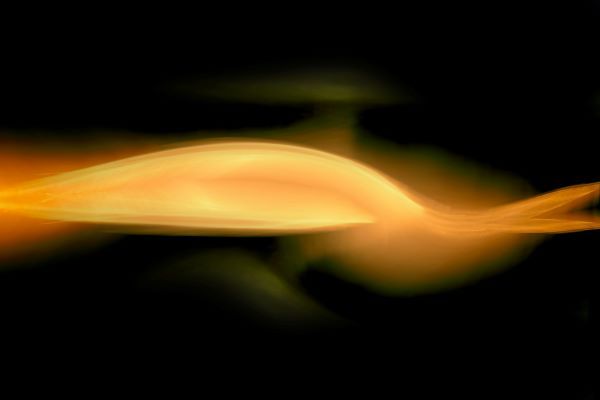 金线龟在水族箱中游动