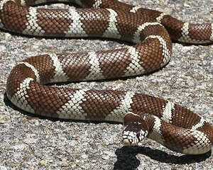 常见王蛇的一些饲养要点