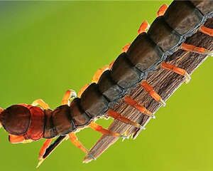 蜈蚣的喂食要点