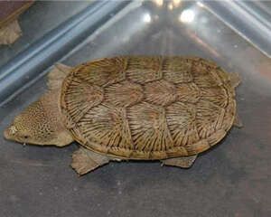 鹰嘴泥龟的饲养要点