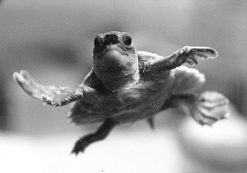 猪鼻龟的选购技巧