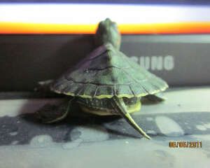 宿舍宠物水龟饲养指南之第二部分