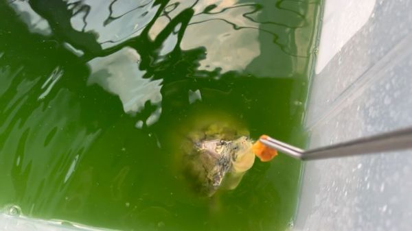 龟缸长绿藻怎么办?绿藻形成原因与解决方案