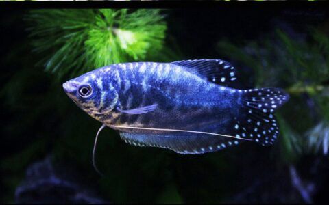 什么鱼适合养在龟缸里？推荐试试曼龙鱼