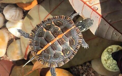 乌龟记仇吗？揭秘龟界 TOP5“小心眼”，你家上榜了？