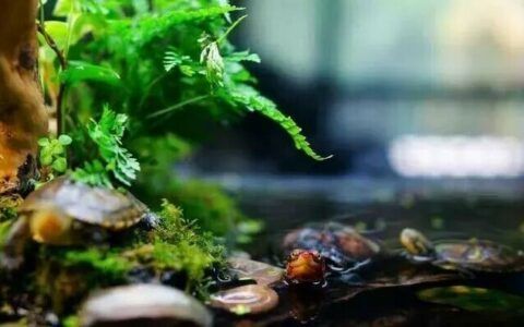 龟缸造景是否必要？新手与大神的饲养选择