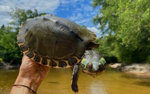 宠物龟会传染疾病吗？9 种常见病原体与传播途径揭秘