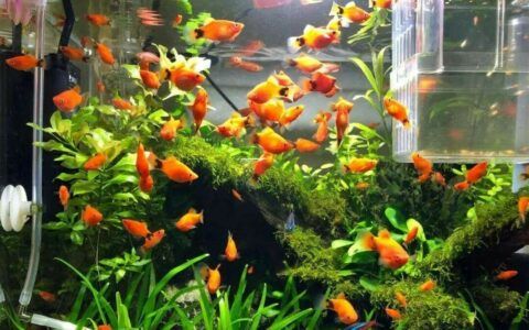 鱼缸长藻不用愁！物理 + 生物 + 化学除藻全攻略