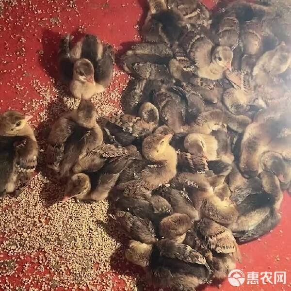 蓝白花孔雀苗幼崽,公母一对宠物鸟开屏,大型观赏鸟包邮