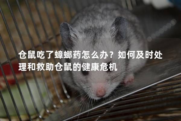 仓鼠吃了蟑螂药怎么办?如何及时处理和救助仓鼠的健康危机