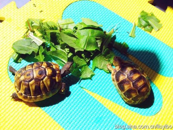 再谈养龟