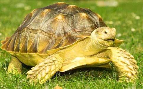 可爱的乌龟日记