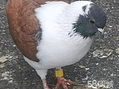 南阳花鸟鱼虫·观赏鸽三色摩登那种鸽一对儿交换一只淑女鸽种公一只