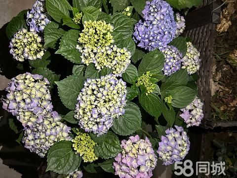 南阳花鸟鱼虫·自养绣球出售