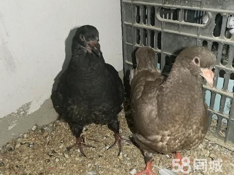 南阳花鸟鱼虫·现有圆环幼鸽一对(一黑一红)和黑吴松幼鸽一对,有意者价格面议,温馨提示