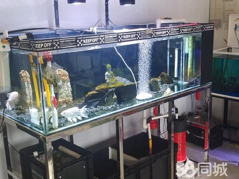 南阳花鸟鱼虫·溪流鱼缸,1米8×50宽鱼缸,新款样式,带全套过滤系统。柜门颜色可以