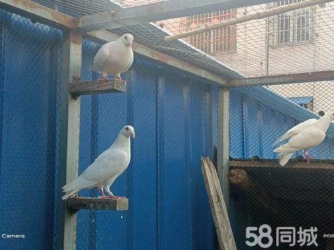 南阳花鸟鱼虫·信鸽出售50一只小鸽子20一只
