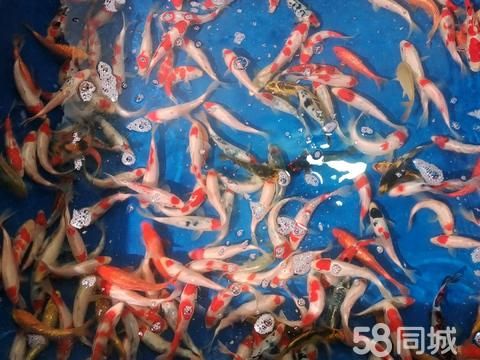 南阳花鸟鱼虫·南阳地区出售锦鲤