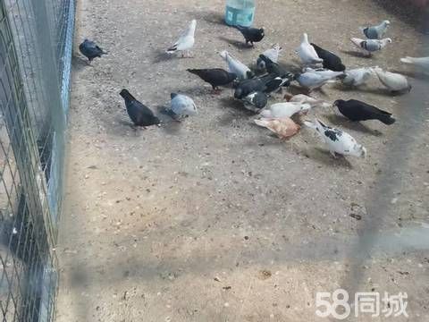 南阳花鸟鱼虫·鸽子有人要吗?