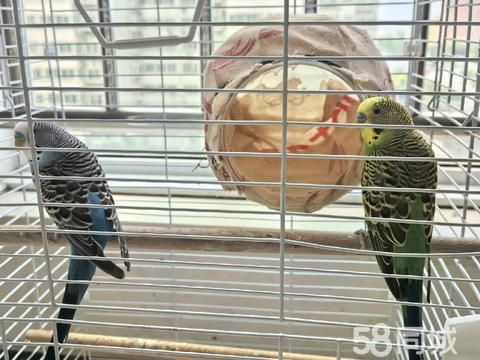南阳花鸟鱼虫·因去外地带不走,处理一公一母两只虎皮鹦鹉(5个月大)。带鸟笼和5个月鸟