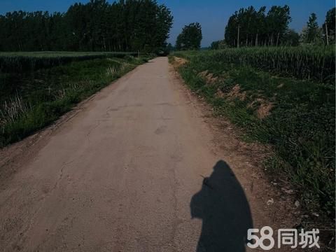 南阳花鸟鱼虫·帮忙遛狗喂猫打扫卫生