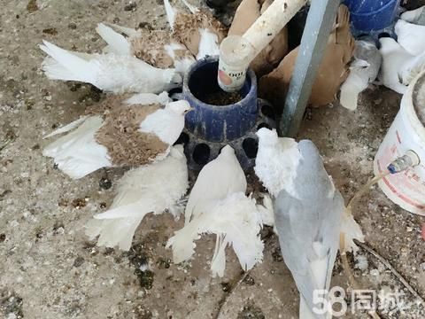 南阳花鸟鱼虫·长期出售各种观赏鸽,喜欢的可以联系