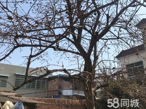 南阳花鸟鱼虫·忍痛割爱