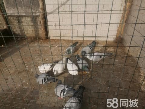 南阳花鸟鱼虫·散养信鸽出售
