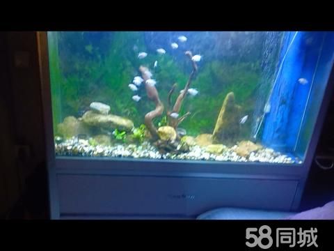 南阳花鸟鱼虫·森森鱼缸