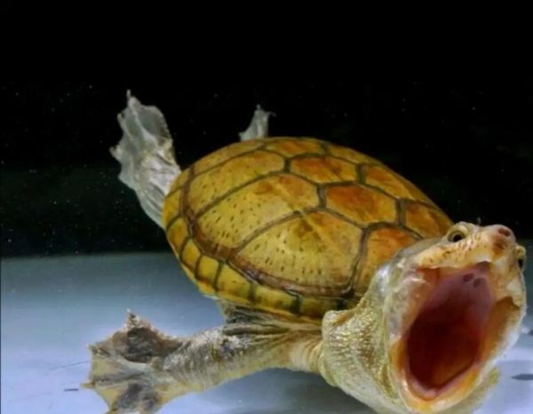 简单科普一些经典蛋龟品种