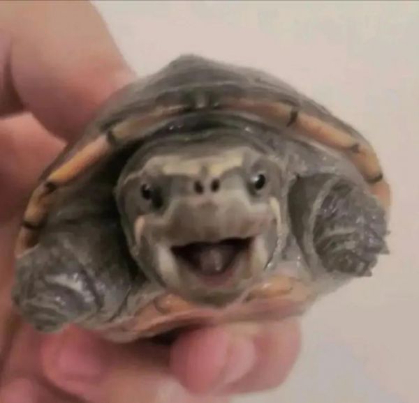 简单科普一些经典蛋龟品种